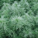 seeds 100 absinthe wormwood ‘silverado’ - artemisia absinthium