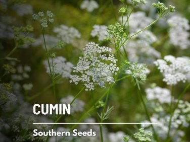 100 seeds cumin - medicinal & culinary herb heirloom non gmo
