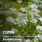 100 seeds cumin - medicinal & culinary herb heirloom non gmo