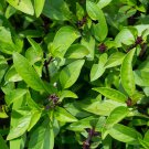 150 seeds anise basil non-gmo fresh for gardens seller ships quick