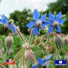 seeds 160 borage herb non-gmo bogo 50% off
