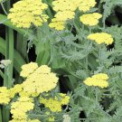 seeds 100 golden fern leaf yarrow pollinator friendly medicinal herb