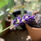 seeds 50 english lavender heirloom organic nongmo herb garden flower easy