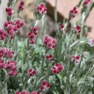 20 seeds red pussytoes antennaria dioica rubra everlasting flower