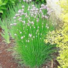seeds 401chives herb green onion spring fall vegetable garden patio container