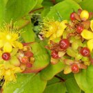 1000 seeds hypericum shrub, androsaemum, yellow flowers, bulk