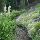 1000 seeds white horse mint * rare herb medicinal aroma