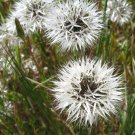 seeds lindley’s silverpuffs (uropappus lindleyi) -30 seeds-