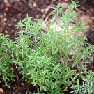 seeds 150 of persian مرزه summer savory organic grower