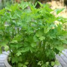 250 plain, single, flat leaf parsley seeds, non-gmo, a full flavored