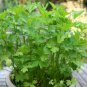 250 plain, single, flat leaf parsley seeds, non-gmo, a full flavored