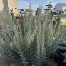 ar01: white sagebrush seed 1000 ct cold hardy wildflower artemisia ludoviciana