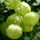 15 seeds organic balloon vine / love in a puff ** harvest of 09/2024** s/h