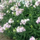 seeds soapwort (saponaria officinalis), organic