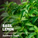 250 basil, lemon - seeds, heirloom herb (ocimum basilicum)