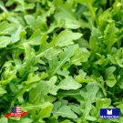 seeds 1200 arugula slow bolt non-gmo heirloom bogo 50% off