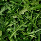 seeds 1/4 lb arugula herb - everwilde farms mylar seed packet