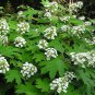 40 seeds white oak leaf hydrangea quercifolia shrub flower