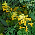 50 seeds yellow bleeding heart (corydalis lutea) flowering perennial house plant