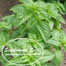 seeds 500 scarborough italian large leaf basil, heirloom herb seeds, non gmo