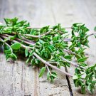 seeds 700 german winter thyme herb | non-gmo heirloom fresh