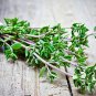 seeds 700 german winter thyme herb | non-gmo heirloom fresh