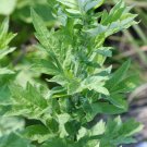 seeds 10,000 artemisia vulgaris (common mugwort) | non-gmo