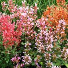 seeds 100 agastache for planting outdoor-perennial hummingbird mint herb plant