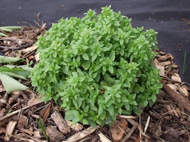 seeds basil spicy globe great garden herb by seed kingdom (1 oz )