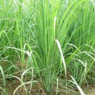 seeds 400 seeds-lemon grass buy3get1 (add3incart) seller