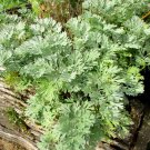 500 seeds absinthe wormwood common artemisia absinthium green ginger herb flower