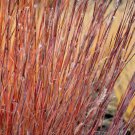 300 seeds little bluestem grass schizachyrium scoparius
