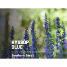 200 seeds hyssop, blue - heirloom flower culinary & medicinal herb (hyssopus