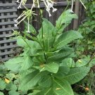 seeds woodland tobacco 500 white evening scented tall nicotiana sylvestris