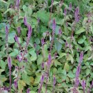 seeds achyranthes aspera devil's horsewhip - herb