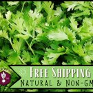 seeds 775 cilantro herb gardening & microgreen seed, heirloom, non-gmo,