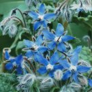 100 borage , starflower, tailwort, non-gmo, seeds.