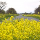 seeds indian mustard (200) / organic culinary