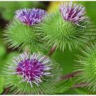 100 burdock seeds, articum lappa, medicinal herb, biennial, organic