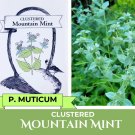 200 seeds clustered mountain mint - pycnanthemum muticum blunt short-toothed mm