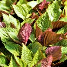 seeds vietnamese perilla (shiso) | la tía tô asian mint thai basil seed for