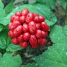 5 lb american ginseng seed grow your own wild ginseng.
