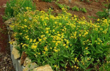 arnica (arnica chamissionis) seeds, organic