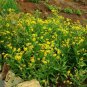 arnica (arnica chamissionis) seeds, organic