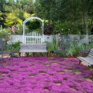 creeping thyme * ornamental herb medicinal butterfly magnet