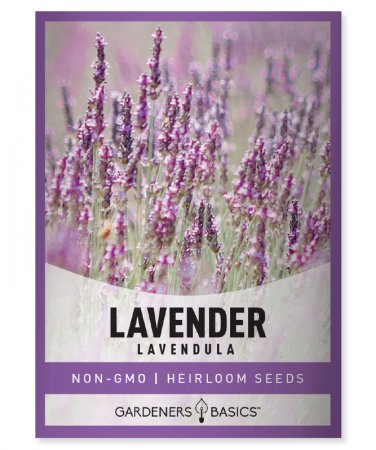 seeds lavender