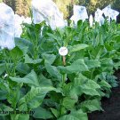 1000 seeds southern beauty tobacco ~ heirloom quick and vigorous grower