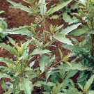 epazote, culinary & medicinal herbs