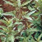 epazote, culinary & medicinal herbs