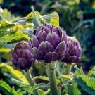 seeds artichoke - purple romagna_heirlooms_10 counts